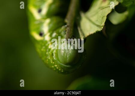 Primo piano della faccia di un hornworm di pomodoro che mangia un gambo di una pianta di pomodoro. Foto Stock