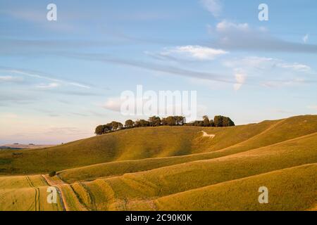 Cherhill White Horse al tramonto. Chernill Down, Calne, Wiltshire, Inghilterra Foto Stock