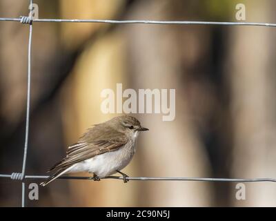 Jacky Winter (Microeca Fasculans) è un piccolo robin grigio-marrone con una linea pallida dell'occhio debole e un sottobosco bianco Foto Stock