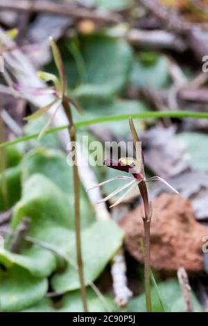 Il Gnat-orchidea comune (Cyrtostylis reniformis) è una pianta singola molto piccola con foglia singola a forma di rene e fino a otto fiori rossastri Foto Stock