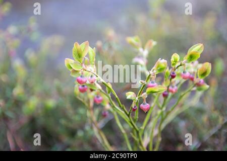 Cespuglio di mora con fiori rosa pallido chioccia su sfondo foglie di lingonberry Foto Stock