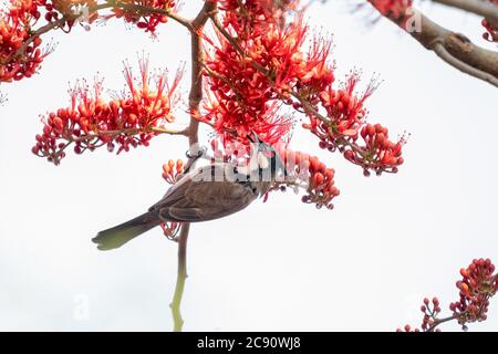 Bulbul rosso-whisked sull'albero di fiore della scimmia Foto Stock