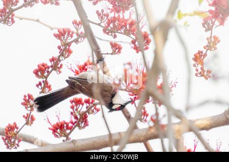 Bulbul rosso-whisked sull'albero di fiore della scimmia Foto Stock
