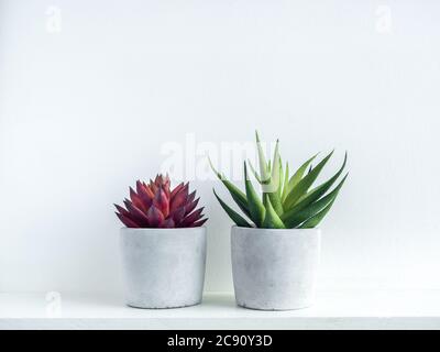 Piante succulente rosse e verdi in moderne piantatrici geometriche in cemento su ripiano in legno bianco su sfondo bianco. Pentole di calcestruzzo, forma rotonda. Foto Stock