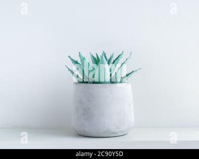 Pianta succulenta di aloe vera verde in moderna piantatrice geometrica di cemento su ripiano di legno bianco su sfondo bianco. Pentola di calcestruzzo. Foto Stock