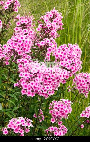 Phlox Miss Pepe in un giardino fiori Foto Stock