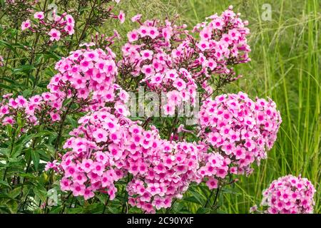 Paniculata di Phlox di giardino Pepe di miss Foto Stock