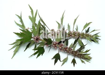 Motherwort, Leonurus cardiaca, coda dei leoni o cuore che clampano l'erba. Gli estratti di farmaci sono utilizzati per disturbi cardiaci nervosi e per il trattamento dell'ipertria Foto Stock