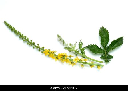 Agrimonia comune, Agrimonia eupatoria, anche arabile erba o Agrimonia. Come farmaco raccolto durante la fioritura e secco rung Agrimoniae erba servire. È ora Foto Stock