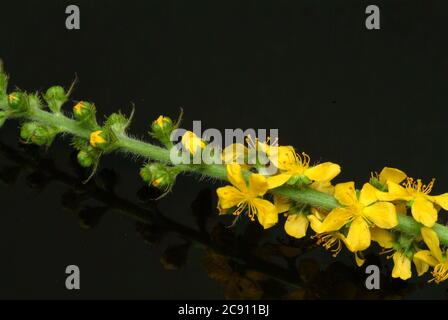 Agrimonia comune, Agrimonia eupatoria, anche arabile erba o Agrimonia. Come farmaco raccolto durante la fioritura e secco rung Agrimoniae erba servire. È ora Foto Stock