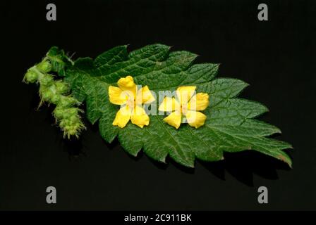 Agrimonia comune, Agrimonia eupatoria, anche arabile erba o Agrimonia. Come farmaco raccolto durante la fioritura e secco rung Agrimoniae erba servire. È ora Foto Stock