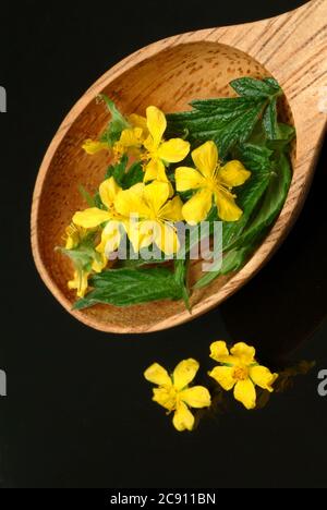 Agrimonia comune, Agrimonia eupatoria, anche arabile erba o Agrimonia. Come farmaco raccolto durante la fioritura e secco rung Agrimoniae erba servire. È ora Foto Stock