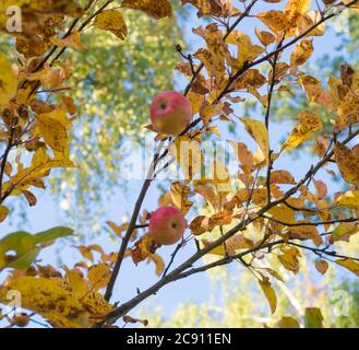 Mele rosse mature appese in primo piano sui rami di un albero di mele in autunno sullo sfondo di foglie giallite e cielo blu, luce dorata Foto Stock