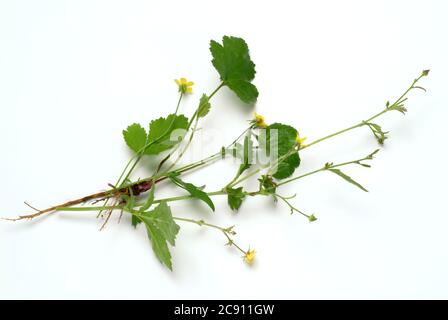 Bloodroot, Potentilla erecta, anche Dilledapp, Durmentil, radice di serpente, Rotwurz, Wurz dissenteria, sette dita o Tormentil. Bloodroot ha astringente, Foto Stock