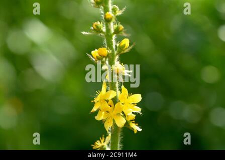 Agrimonia comune, Agrimonia eupatoria, anche arabile erba o Agrimonia. Come farmaco raccolto durante la fioritura e secco rung Agrimoniae erba servire. È ora Foto Stock