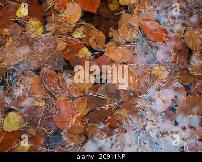 colorful autunno caduto foglie bagnate di faggio e betulla e aghi di pino su acqua puddle, sfondo naturale stagionale Foto Stock