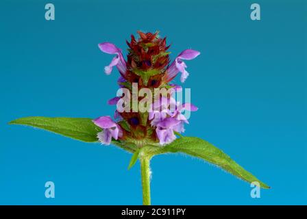 Piccola Braunelle anche Brunelle, Prunella vulgaris. Piante medicinali: I suoi oli essenziali e tannini sono, tra l'altro, utilizzati contro le malattie respiratorie A. Foto Stock