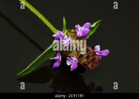 Piccola Braunelle anche Brunelle, Prunella vulgaris. Piante medicinali: I suoi oli essenziali e tannini sono, tra l'altro, utilizzati contro le malattie respiratorie A. Foto Stock