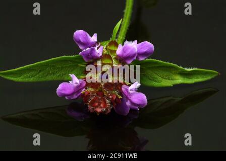 Piccola Braunelle anche Brunelle, Prunella vulgaris. Piante medicinali: I suoi oli essenziali e tannini sono, tra l'altro, utilizzati contro le malattie respiratorie A. Foto Stock