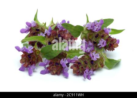 Piccola Braunelle anche Brunelle, Prunella vulgaris. Piante medicinali: I suoi oli essenziali e tannini sono, tra l'altro, utilizzati contro le malattie respiratorie A. Foto Stock