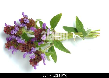 Piccola Braunelle anche Brunelle, Prunella vulgaris. Piante medicinali: I suoi oli essenziali e tannini sono, tra l'altro, utilizzati contro le malattie respiratorie A. Foto Stock