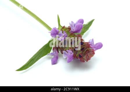 Piccola Braunelle anche Brunelle, Prunella vulgaris. Piante medicinali: I suoi oli essenziali e tannini sono, tra l'altro, utilizzati contro le malattie respiratorie A. Foto Stock