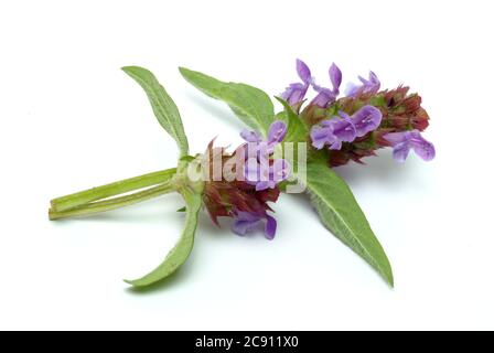 Piccola Braunelle anche Brunelle, Prunella vulgaris. Piante medicinali: I suoi oli essenziali e tannini sono, tra l'altro, utilizzati contro le malattie respiratorie A. Foto Stock