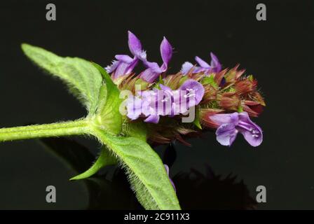 Piccola Braunelle anche Brunelle, Prunella vulgaris. Piante medicinali: I suoi oli essenziali e tannini sono, tra l'altro, utilizzati contro le malattie respiratorie A. Foto Stock