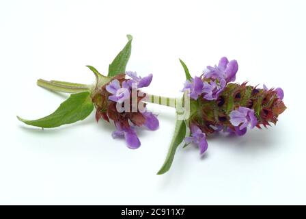 Piccola Braunelle anche Brunelle, Prunella vulgaris. Piante medicinali: I suoi oli essenziali e tannini sono, tra l'altro, utilizzati contro le malattie respiratorie A. Foto Stock