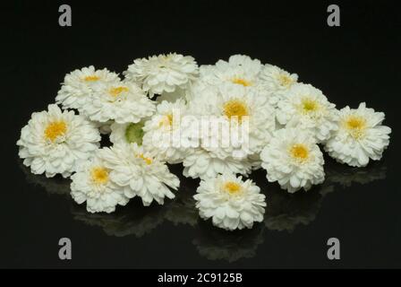 Camomilla romana, camaemelum nobile è usato come pianta medicinale. Le teste di fiore, che hanno come farmaco Chamomillae romanae galleggianti oli essenziali sono u Foto Stock