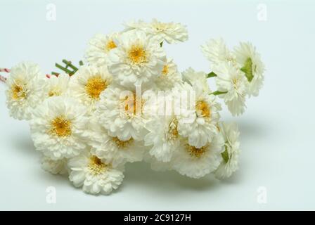 Camomilla romana, camaemelum nobile è usato come pianta medicinale. Le teste di fiore, che hanno come farmaco Chamomillae romanae galleggianti oli essenziali sono u Foto Stock