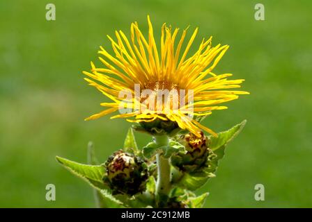 Elecamppane, Inula helenium. Elecamppane è stato usato fin dai tempi antichi come pianta medicinale ed aromatica. In medicina popolare, è usato in condizioni Foto Stock