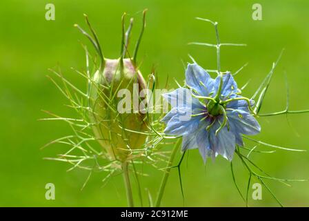 Nigella sativa, Nigella sativa. Per più di 2,000 anni, il cumino nero è usato in Oriente come una spezie e medicina simile al pepe. Olio di cumino nero puro Foto Stock