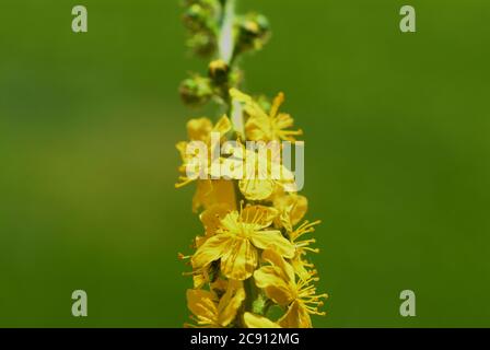 Agrimonia comune, Agrimonia eupatoria, anche arabile erba o Agrimonia. Pianta medicinale: I principi attivi sono nelle punte di germoglio fiorito e nel Foto Stock