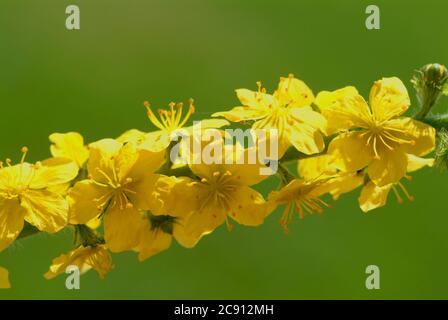 Agrimonia comune, Agrimonia eupatoria, anche arabile erba o Agrimonia. Pianta medicinale: I principi attivi sono nelle punte di germoglio fiorito e nel Foto Stock