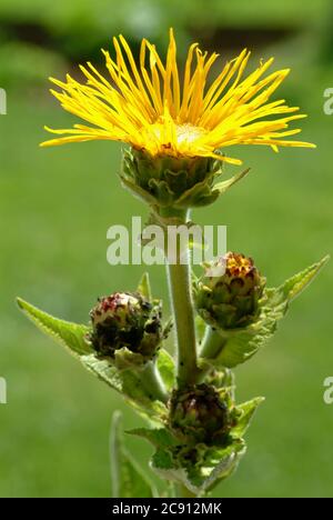 Elecamppane, Inula helenium. Elecamppane è stato usato fin dai tempi antichi come pianta medicinale ed aromatica. In medicina popolare, è usato in condizioni Foto Stock