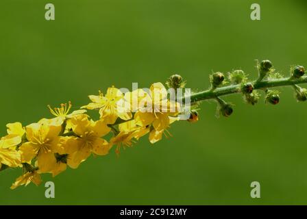 Agrimonia comune, Agrimonia eupatoria, anche arabile erba o Agrimonia. Pianta medicinale: I principi attivi sono nelle punte di germoglio fiorito e nel Foto Stock