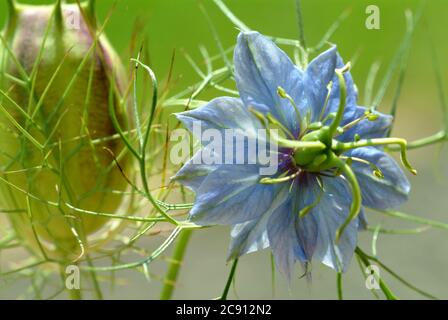 Nigella sativa, Nigella sativa. Per più di 2,000 anni, il cumino nero è usato in Oriente come una spezie e medicina simile al pepe. Olio di cumino nero puro Foto Stock