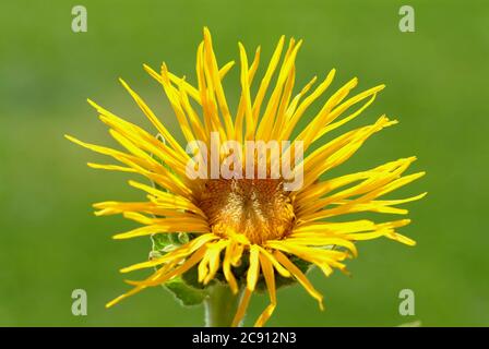 Elecamppane, Inula helenium. Elecamppane è stato usato fin dai tempi antichi come pianta medicinale ed aromatica. In medicina popolare, è usato in condizioni Foto Stock