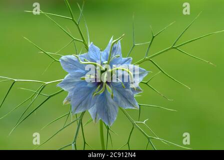 Nigella sativa, Nigella sativa. Per più di 2,000 anni, il cumino nero è usato in Oriente come una spezie e medicina simile al pepe. Olio di cumino nero puro Foto Stock