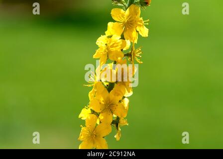 Agrimonia comune, Agrimonia eupatoria, anche arabile erba o Agrimonia. Pianta medicinale: I principi attivi sono nelle punte di germoglio fiorito e nel Foto Stock