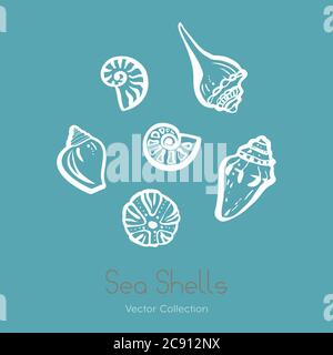 Set di logo vettoriali per ammonite fossile nautilus seashell. Vettore isolato di conchiglie, antico logo fossile ammonite, scheda. Illustrazione Vettoriale