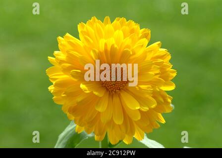 Marigold, Calendula officinalis. Farmaceuticamente si usano le teste di fiori essiccate. Il farmaco farmaceutico riduce l'infiammazione e promuove la forma Foto Stock