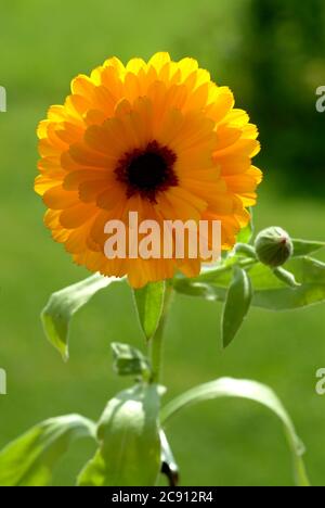 Marigold, Calendula officinalis. Farmaceuticamente si usano le teste di fiori essiccate. Il farmaco farmaceutico riduce l'infiammazione e promuove la forma Foto Stock