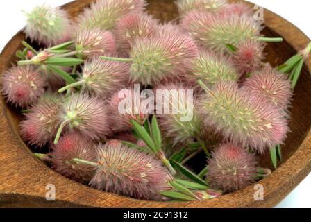 Trifolium arvense, trifolium arvense. Popolare è anche Clover arable, Clover gatti o topi Clover, e, a causa del suo effetto contro la diarrea, come St Foto Stock