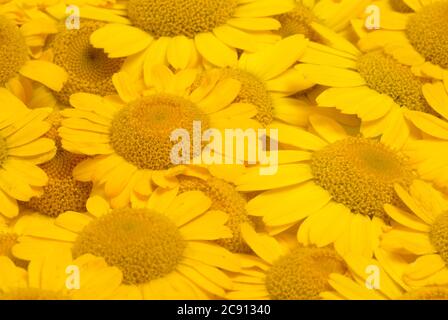 Faerberkamille, Anthemis tinctoria, SYN. Cota tinctoria, camomilla di Dyer. La Faerberkamille è un'antica pianta colorante, le sue teste di fiore sono usate per WO Foto Stock