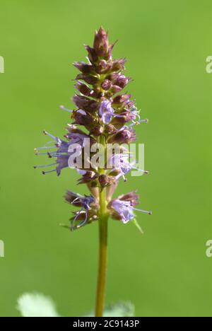 Agastache rugosa, Agastache rugosa, Korean Zest. Usato in Asia orientale e Nord America come pianta medicinale, erba e pianta aromatica. / , Ostasiati Foto Stock