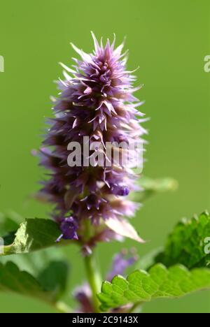 Agastache rugosa, Agastache rugosa, Korean Zest. Usato in Asia orientale e Nord America come pianta medicinale, erba e pianta aromatica. / , Ostasiati Foto Stock