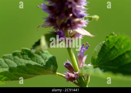 Agastache rugosa, Agastache rugosa, Korean Zest. Usato in Asia orientale e Nord America come pianta medicinale, erba e pianta aromatica. / , Ostasiati Foto Stock