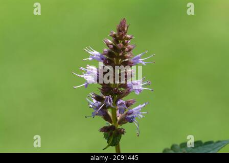 Agastache rugosa, Agastache rugosa, Korean Zest. Usato in Asia orientale e Nord America come pianta medicinale, erba e pianta aromatica. / , Ostasiati Foto Stock